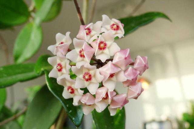 阳台花园养什么花，就差这3种，种上就有不一样的花海