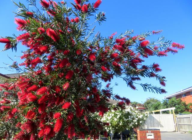 国外种路边的树，没有一个见过，长见识了