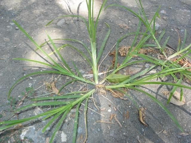 小时候见的“6种”野草，就是不知道叫啥名，看完你就记住了