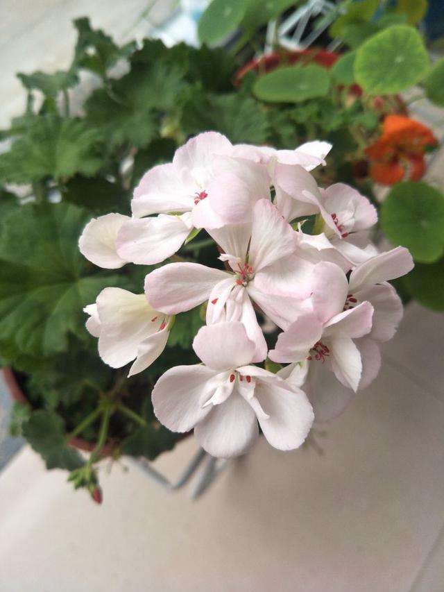 “4种”“素净花”，家里养一盆，清新典雅又干净