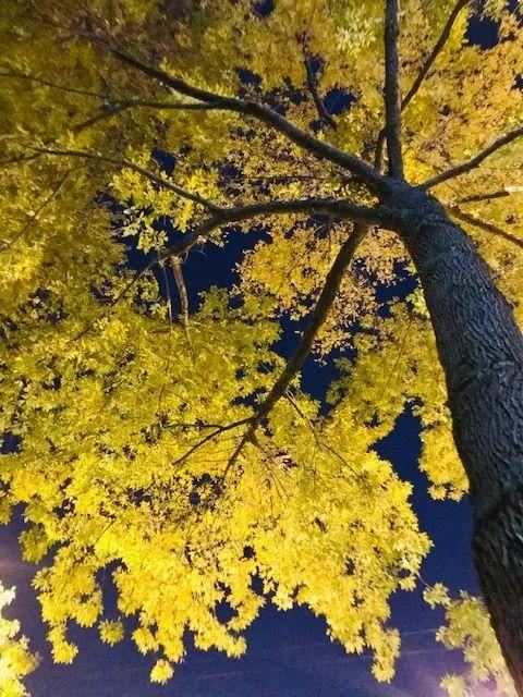 北京绿化有新秀！这些树种您认识几个？