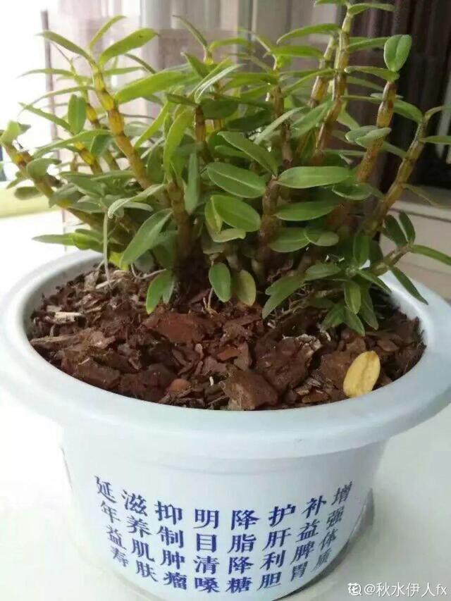 养这花不用土，装进塑料袋喷喷水，叶子绿油油越长越好