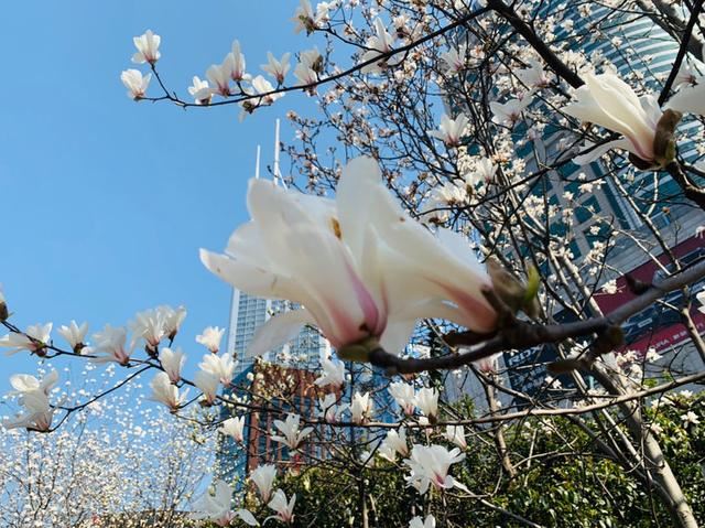 这花真扛冻，天气越冷越爱开花，零下10℃照样满树花苞
