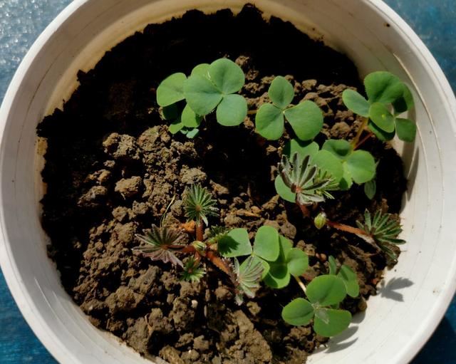 这花的种子撒土里，一周出芽，坐等开成一个大花球