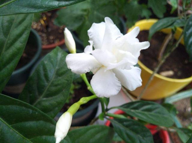 “4种”“素净花”，家里养一盆，清新典雅又干净