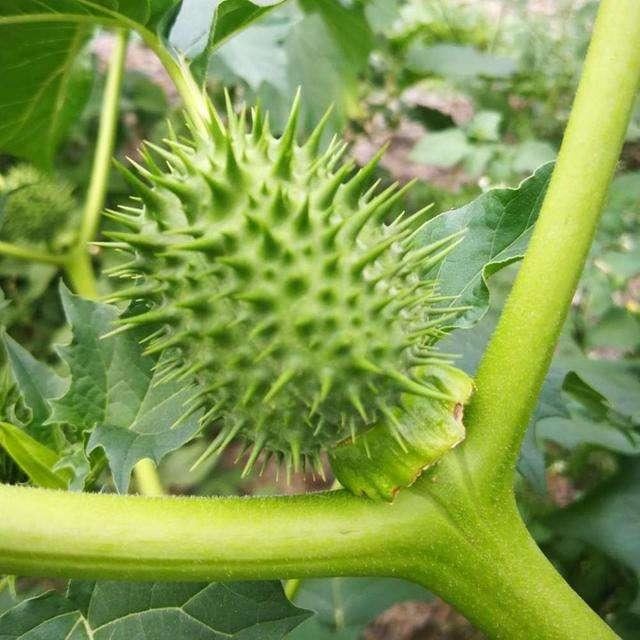 小时候见的“6种”野草，就是不知道叫啥名，看完你就记住了