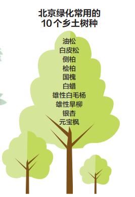 北京究竟适合种什么树？这个“十字口诀”择树新标准大有内涵