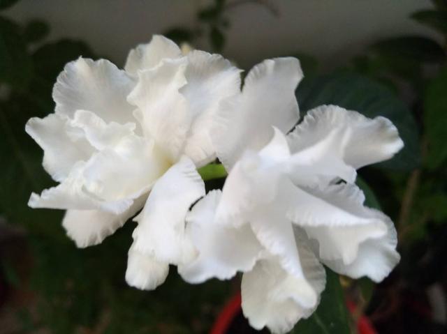 “4种”“素净花”，家里养一盆，清新典雅又干净