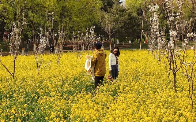北京东五环这几十亩油菜花绽放 人少景美还免费
