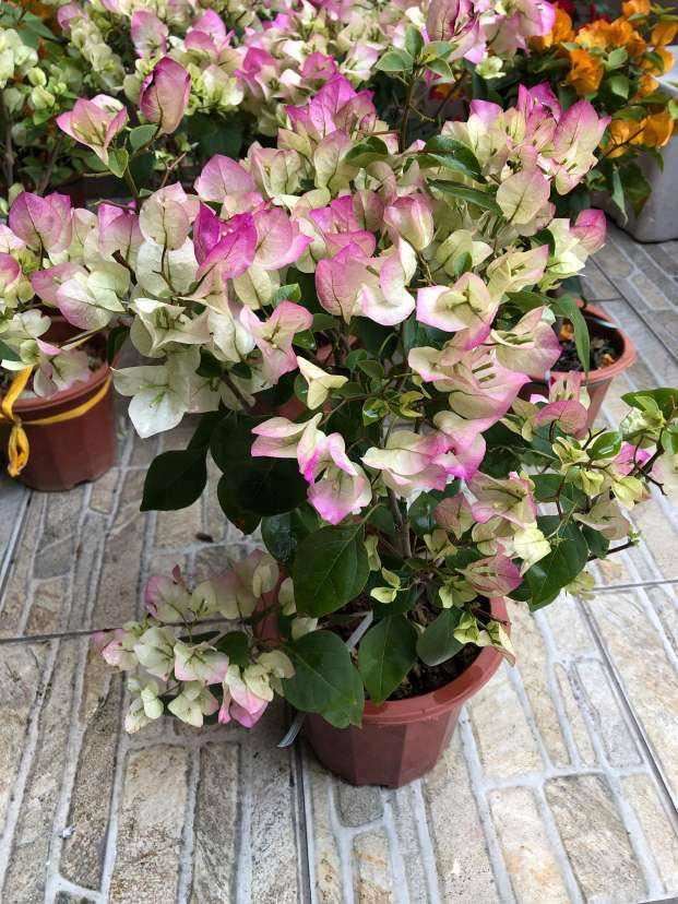 这花适合养在“大花盆”，花盆越大，根系越旺盛，花长得更壮