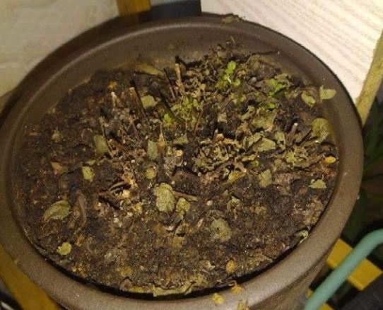 养了半年的仙人球，以为活得好好的，挖出来发现早烂了