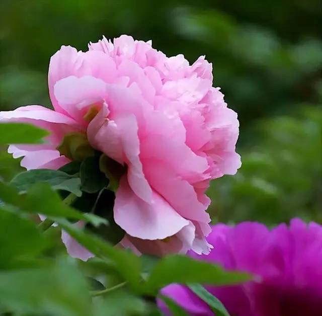 这花适合养在“大花盆”，花盆越大，根系越旺盛，花长得更壮