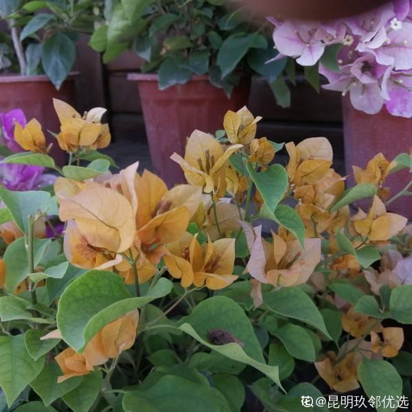这花适合养在“大花盆”，花盆越大，根系越旺盛，花长得更壮