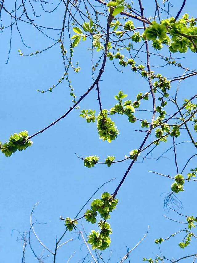 北京绿化有新秀！这些树种您认识几个？