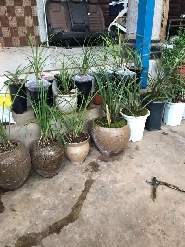 养这花不用土，装进塑料袋喷喷水，叶子绿油油越长越好