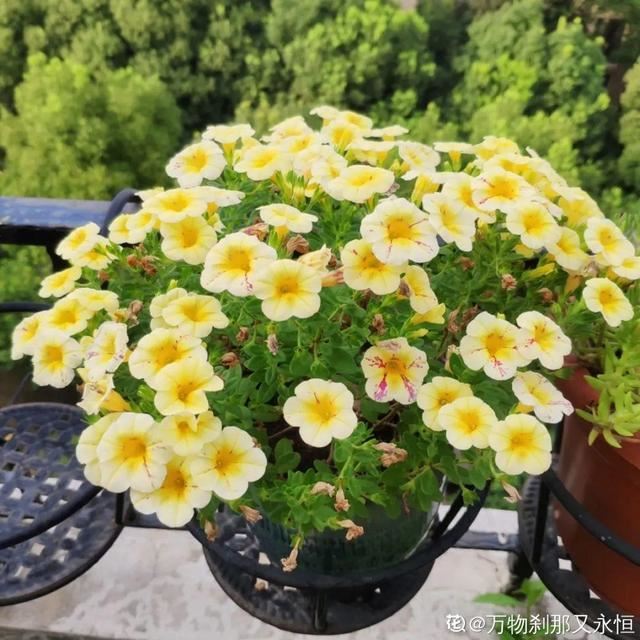 百万小铃，听名字就想养的花，一茬接一茬能开大半年