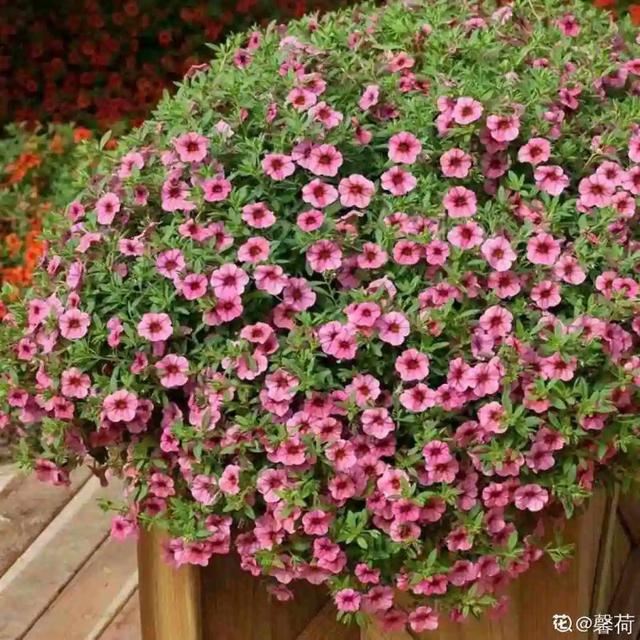 百万小铃，听名字就想养的花，一茬接一茬能开大半年