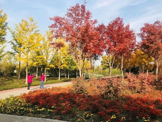 北京绿化有新秀！这些树种您认识几个？