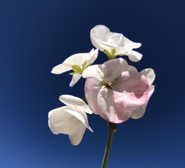 “4种”“素净花”，家里养一盆，清新典雅又干净