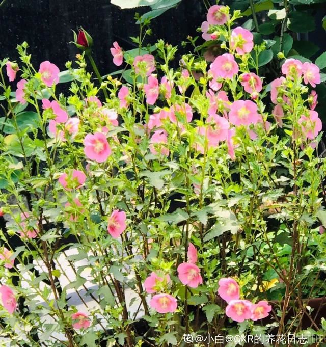 小木槿特耐剪，剪得越狠、开花越多，花朵挂满枝！
