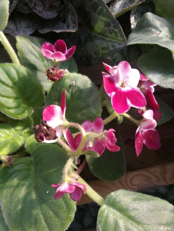 只要一点点光，就能爆盆的花，这“2种”不能少