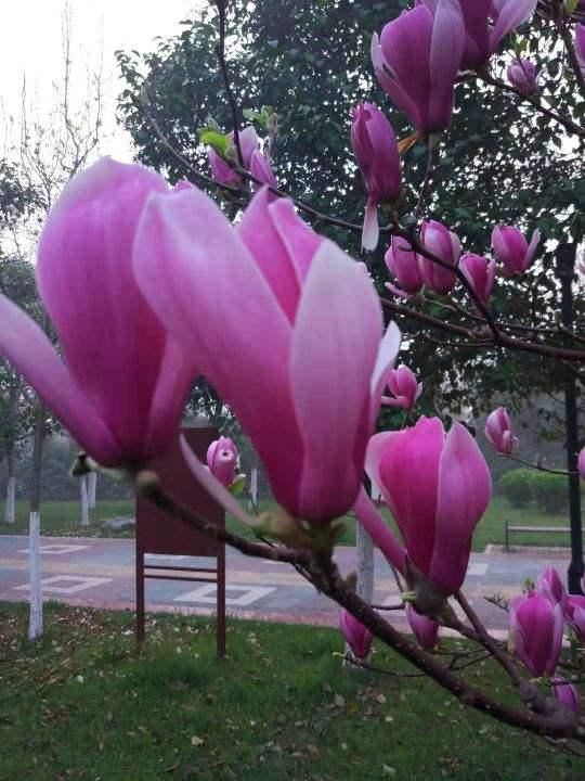 这花真扛冻，天气越冷越爱开花，零下10℃照样满树花苞