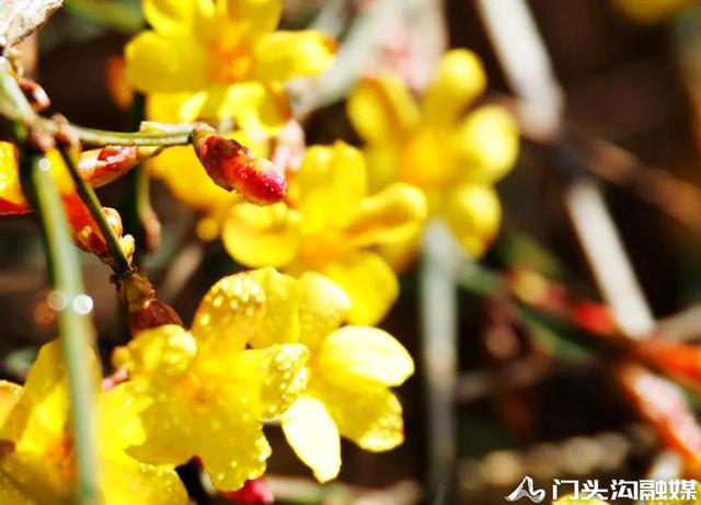 莺飞三月 云赏门城~