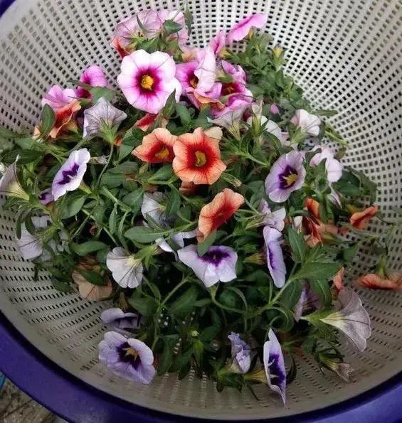 百万小铃，听名字就想养的花，一茬接一茬能开大半年