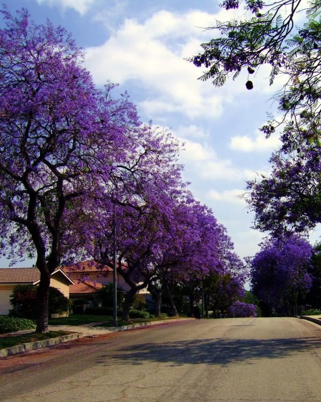 国外种路边的树，没有一个见过，长见识了