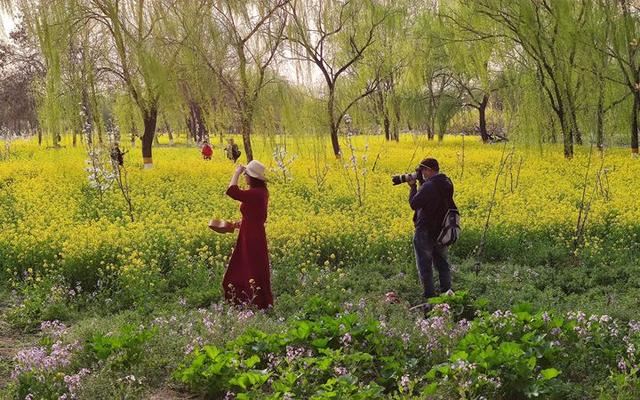 北京东五环这几十亩油菜花绽放 人少景美还免费