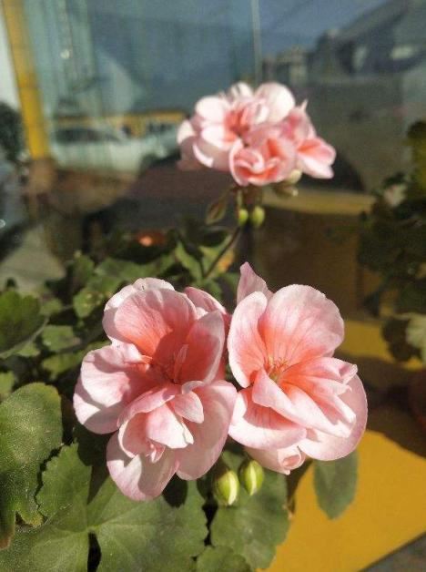 想让天竺葵一开四季，首先打好这个基础，要不然开一季也难