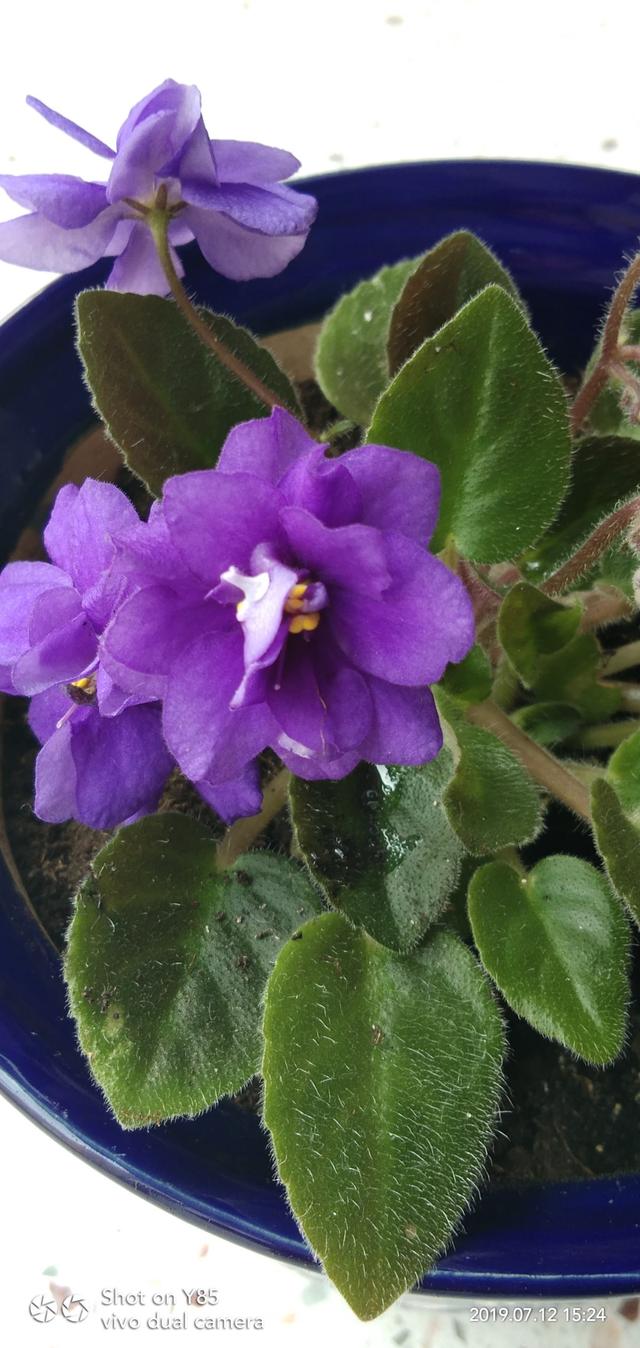 只要一点点光，就能爆盆的花，这“2种”不能少