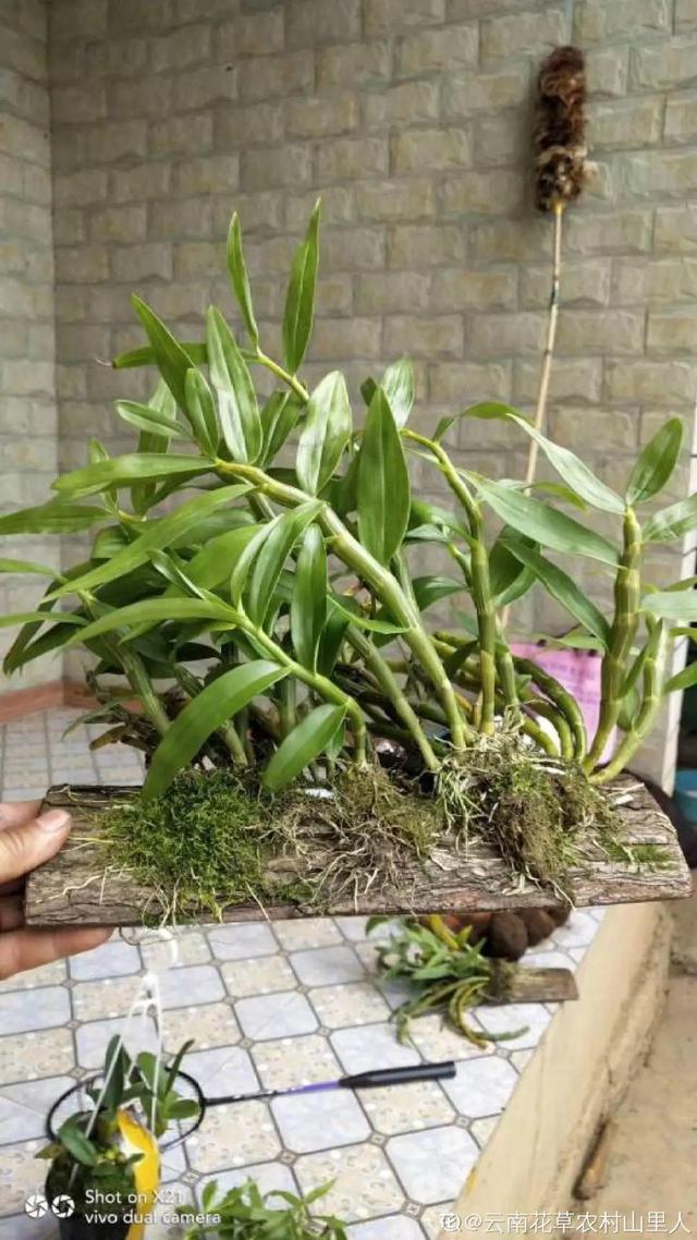 养这花不用土，装进塑料袋喷喷水，叶子绿油油越长越好