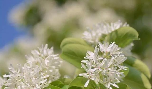 “4种”“素净花”，家里养一盆，清新典雅又干净