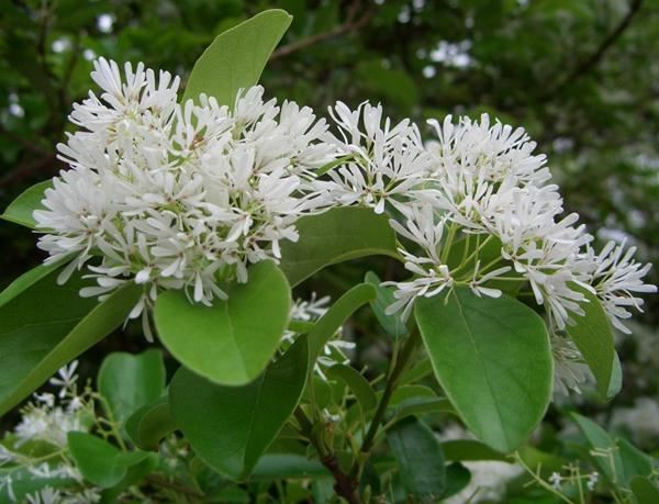 “4种”“素净花”，家里养一盆，清新典雅又干净