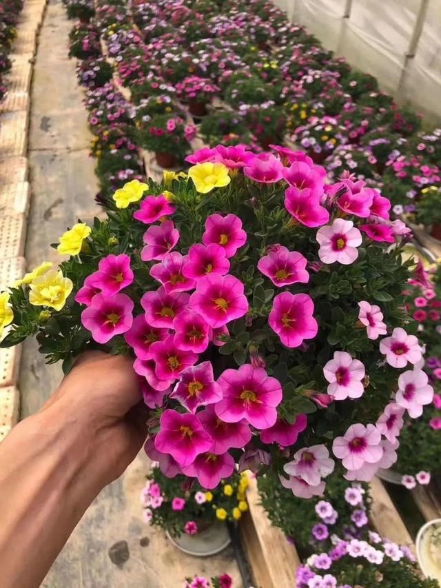 百万小铃，听名字就想养的花，一茬接一茬能开大半年