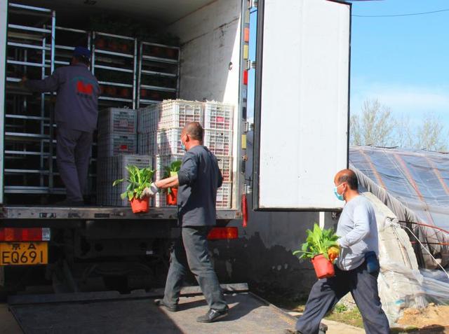 数百亩鲜花绽放，平谷花卉基地复工忙