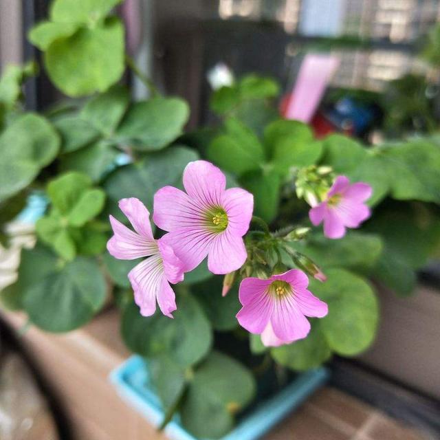 这花的种子撒土里，一周出芽，坐等开成一个大花球