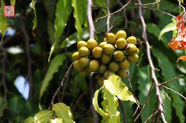国外种路边的树，没有一个见过，长见识了