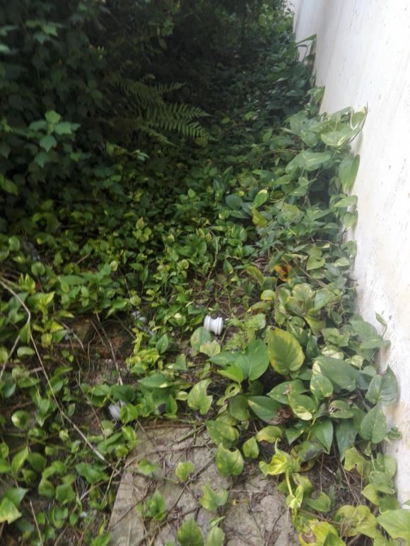 参天大绿萝,一片叶子比脸大,长了足足3层楼高! 参天大绿萝,一片叶子比脸大,长了足足3层楼高!