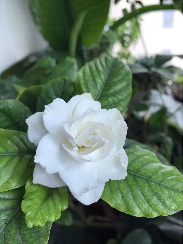 “4种”“素净花”，家里养一盆，清新典雅又干净