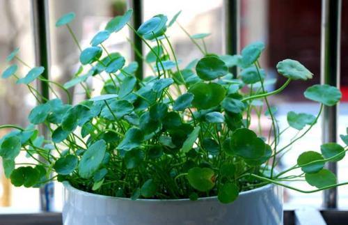 这3种花喜欢“爆崽”，一盆花长出好几个花盘，开花增多更美了