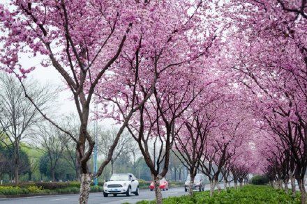 因为太美,它常被误以为是假花? 因为太美,它常被误以为是假花?