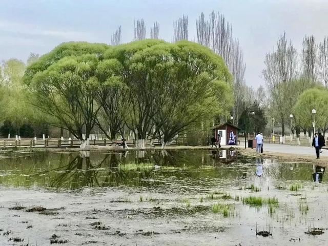 北京绿化有新秀！这些树种您认识几个？