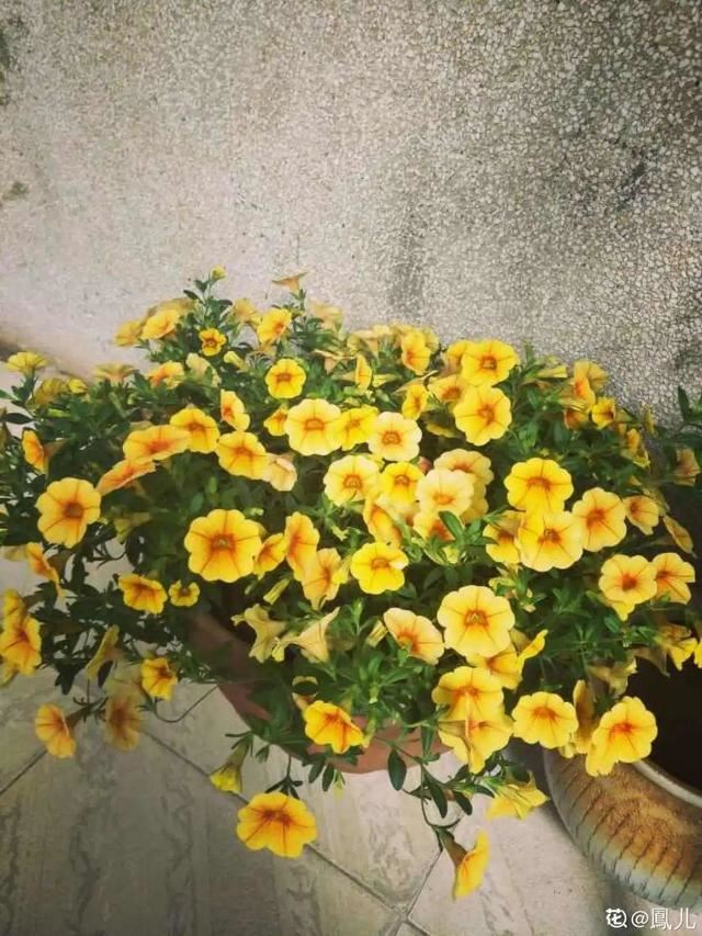 百万小铃，听名字就想养的花，一茬接一茬能开大半年