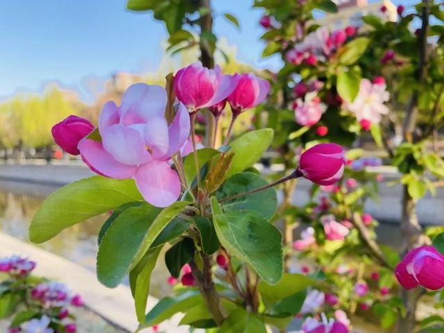 北京绿化有新秀！这些树种您认识几个？