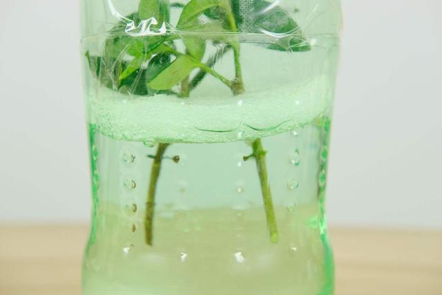 养花人的“节约”习惯，你中了哪几条