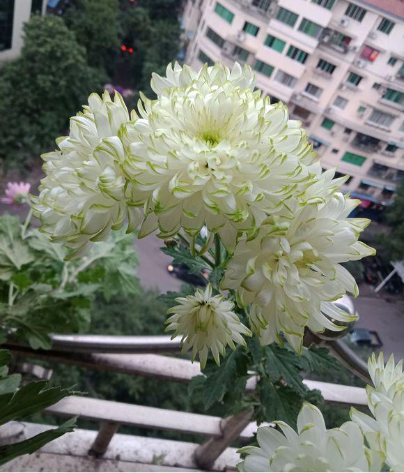 春天养这8种花，一开就是一团球，阳台也能变花园