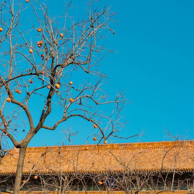 老北京植树种花都有什么讲究？