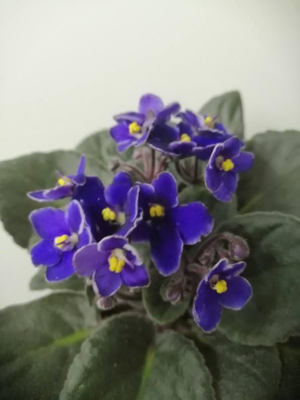 只要一点点光，就能爆盆的花，这“2种”不能少